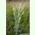 Verbascum lychnitis - Mehlige Königskerze (Bio-Saatgut)