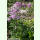 Thalictrum aquilegiifolium - Akeleiblättrige Wiesenraute (Bio-Saatgut)