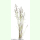 Festuca rubra ssp. rubra Kulturform - Ausläufer-Rotschwingel (Bio-Saatgut)