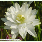 Aquilegia vulgaris Snowflake - Weiße Akelei (Bio-Saatgut)