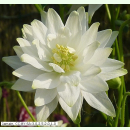 Aquilegia vulgaris 'Snowflake' - Weiße Akelei (Bio-Saatgut)