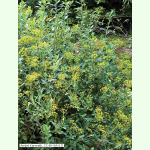 Bupleurum fruticosum - Strauchiges Hasenohr (Saatgut)