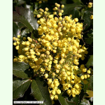 Mahonia aquifolium - Mahonie (Saatgut)