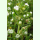 Thymus zygis ssp. gracilis - Spanischer Thymian (Saatgut)