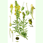 Linaria vulgaris - Echtes Leinkraut (Saatgut)