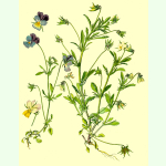 Viola tricolor Wildform - Wildes Stiefmütterchen (Saatgut)
