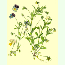 Viola tricolor Wildform - Wildes Stiefmütterchen...