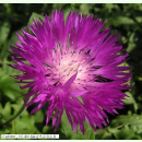 Centaurea dealbata - Kaukasus-Flockenblume (Saatgut)