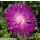 Centaurea dealbata - Kaukasus-Flockenblume (Saatgut)