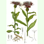 Centaurea montana - Berg-Flockenblume (Bio-Saatgut)