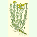 Helichrysum arenarium - Sand-Strohblume (Bio-Saatgut)