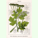 Heracleum sphondylium - Wiesen-Bärenklau (Bio-Saatgut)