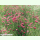 Centaurea cyanus rotblühend - Rote Kornblume (Bio-Saatgut)
