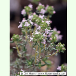 Thymus vulgaris French Summer - Französischer Thymian (Saatgut)