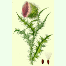 Carduus nutans - Nickende Distel (Bio-Saatgut)