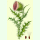Carduus nutans - Nickende Distel (Bio-Saatgut)