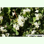 Trifolium subterraneum - Erdklee (Saatgut)