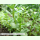 Portulaca oleracea var. sativa Barbin - Gemüse-Portulak (Bio-Saatgut)