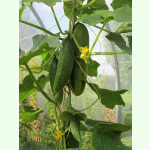 Gurke Persica - Salatgurke (Bio-Saatgut)