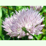 Allium ledebourianum - Sibirischer Lauch (Bio-Saatgut)