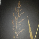 Agrostis capillaris Wildform - Rotes Straußgras...