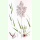 Agrostis capillaris Wildform - Rotes Straußgras (Saatgut)