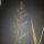 Agrostis capillaris Wildform - Rotes Straußgras (Saatgut)