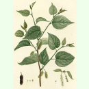 Morus rubra - Rote Maulbeere (Saatgut)