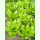 Schnittsalat Witte Dunsel (Bio-Saatgut)