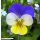 Viola tricolor Kulturform - Wildes Stiefmütterchen (Bio-Saatgut)
