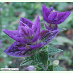 Salvia viridis Violett - Pracht-Salbei (Bio-Saatgut)