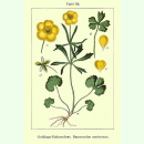 Ranunculus auricomus - Gold-Hahnenfuß (Saatgut)