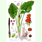 Arum maculatum - Aronstab (Saatgut)
