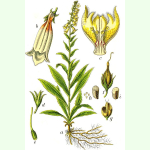 Digitalis grandiflora - Großblütiger Fingerhut (Bio-Saatgut)