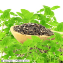 Salvia hispanica - Mexikanische Chia (Bio-Saatgut)