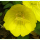 Oenothera odorata Sulphurea - Duft-Nachtkerze (Saatgut)