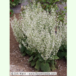 Salvia sclarea var. turkestanica Vatican White - Weißer Muskateller-Salbei (Saatgut)