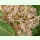 Asclepias syriaca - Echte Seidenpflanze (Bio-Saatgut)