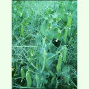 Erbse 'Ambrosia' - Zuckererbse (Bio-Saatgut)
