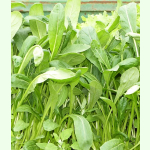 Asia-Gemüse Mibuna - Blattgemüse (Bio-Saatgut)