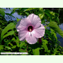 Hibiscus laevis - Rosen-Malve (Saatgut)
