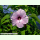 Hibiscus laevis - Rosen-Malve (Saatgut)