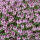 Thymus polytrichus ssp. britannicus - Englischer Quendel (Saatgut)