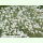 Gypsophila repens Filou Weiß - Polster-Schleierkraut (Saatgut)