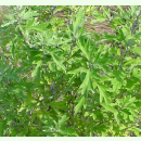 Artemisia princeps - Yomogi (Bio-Saatgut)