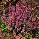 Calluna vulgaris - Besenheide (Bio-Saatgut)