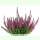 Calluna vulgaris - Besenheide (Bio-Saatgut)