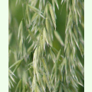 Getreide - Sand-Hafer  (Bio-Saatgut)