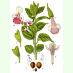 Melittis melissophyllum - Immenblatt (Bio-Saatgut)