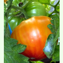 Tomate Ananas - Fleischtomate (Saatgut)